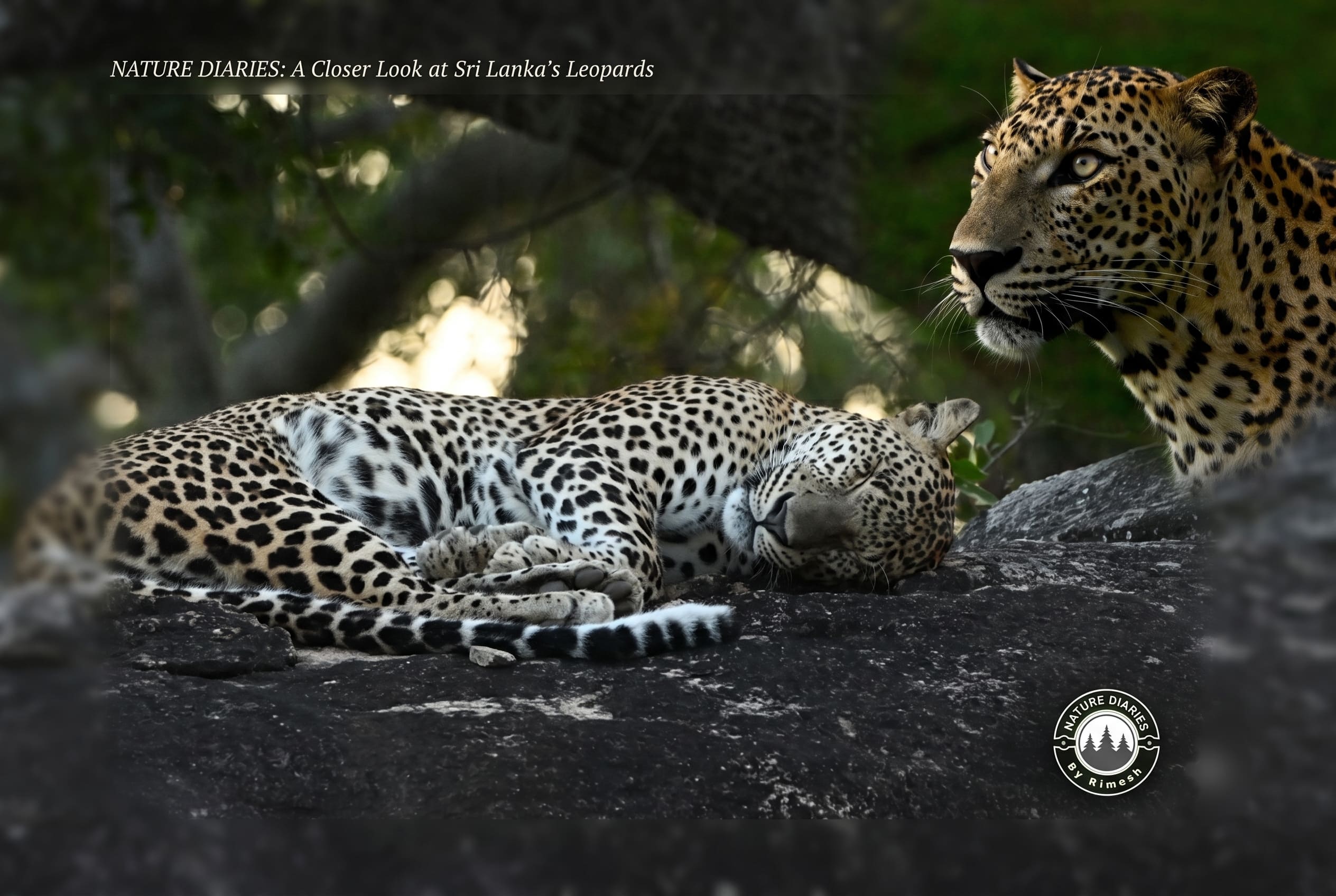Majestic Predators: The Sri Lankan Leopards of Yala