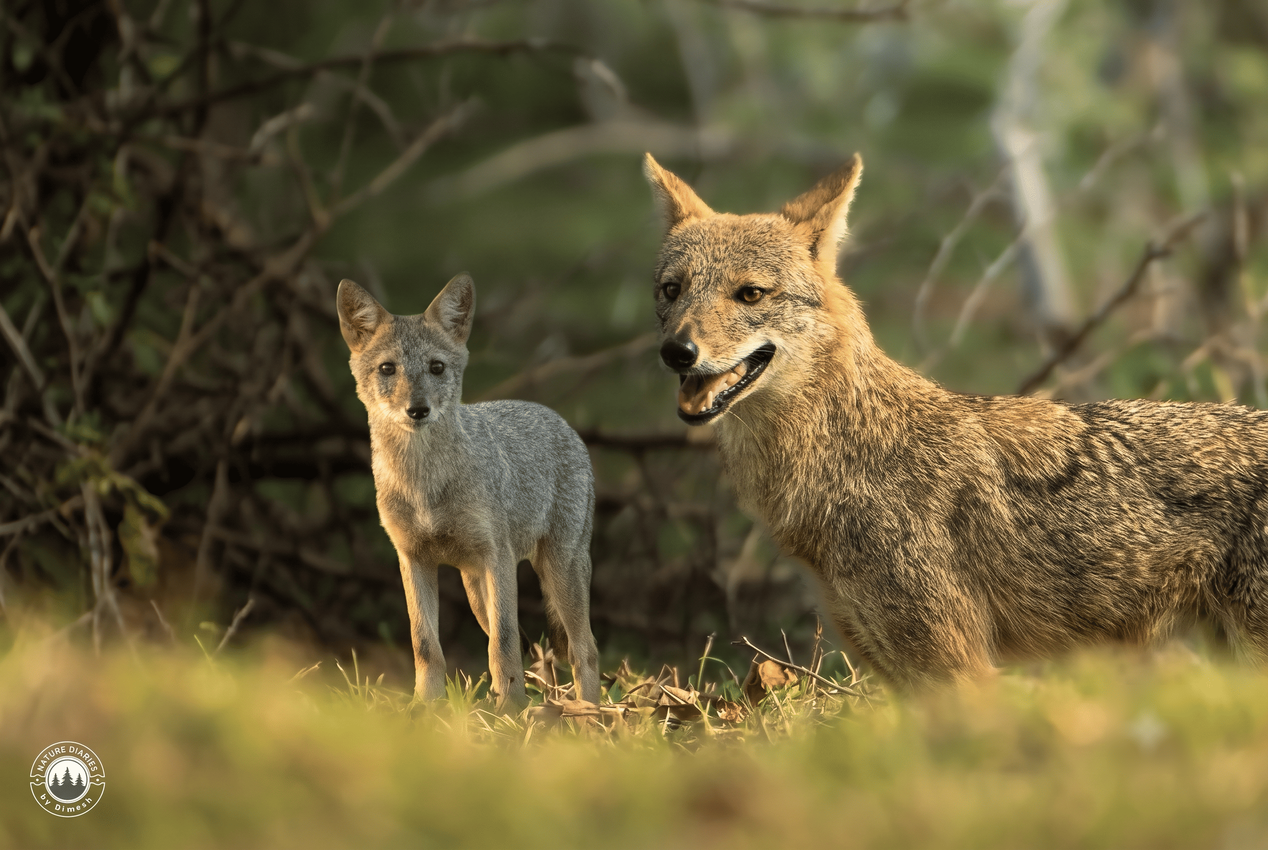 The Misunderstood 'Foxes' of Yala: The Sri Lankan Golden Jackal